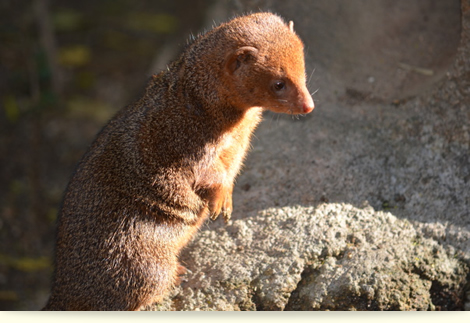 かわいいこびと