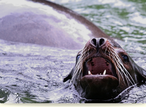 俺　オットセイ