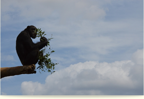 テラスで朝食を