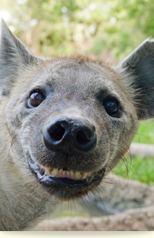 ひょうきんレイ君